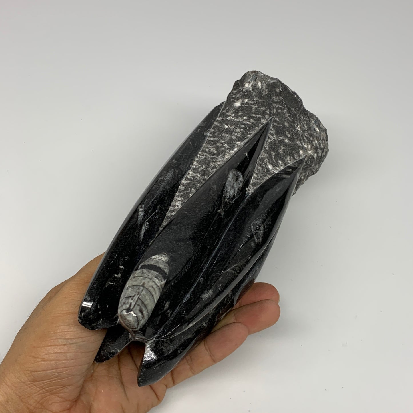 1325g, 7.5"x3.3"x3" Black Fossils Orthoceras Sculpture Tower @Morocco, B23412