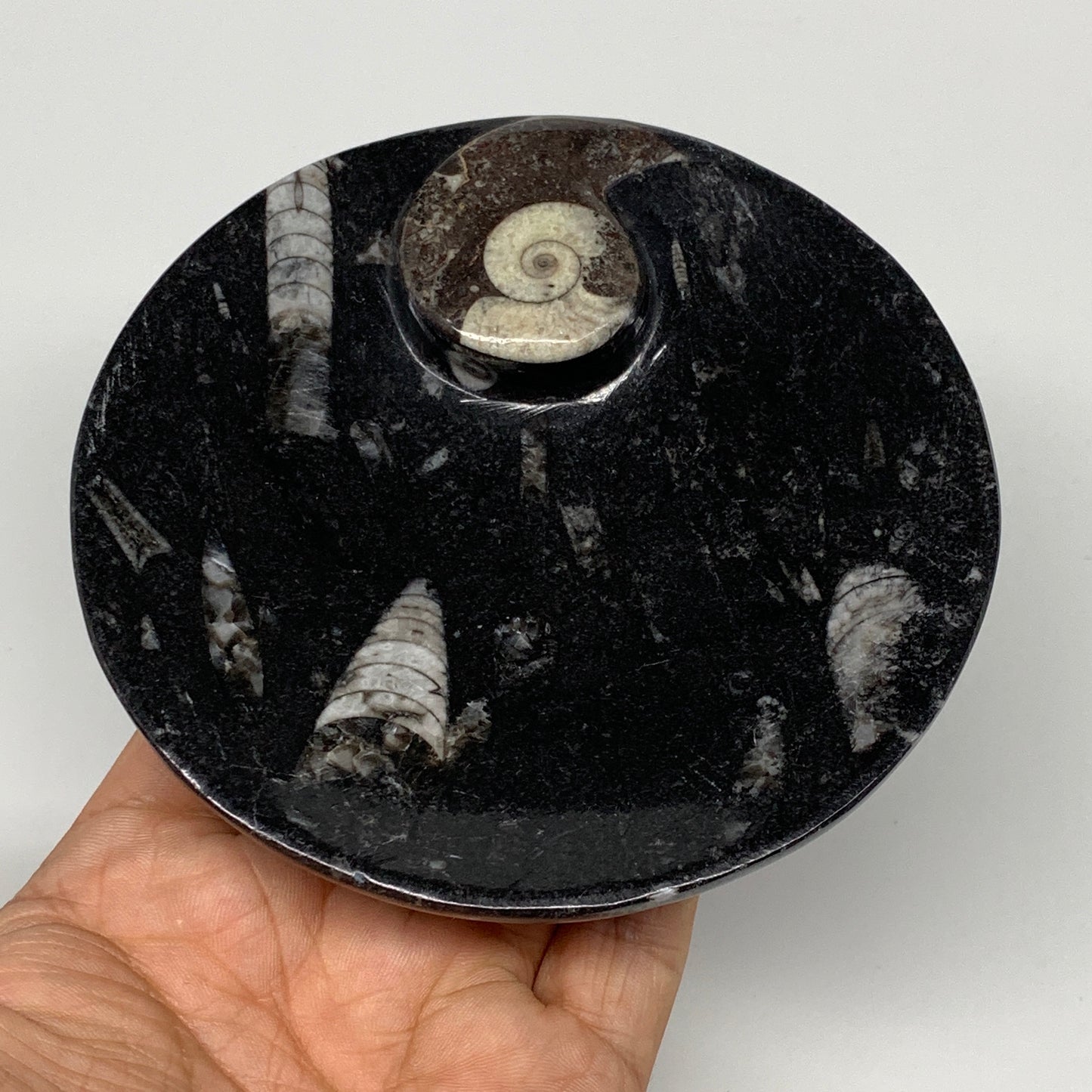 800g, 4pcs, 4.4" Small Black Fossils Ammonite Orthoceras Bowl Round Ring,B8837