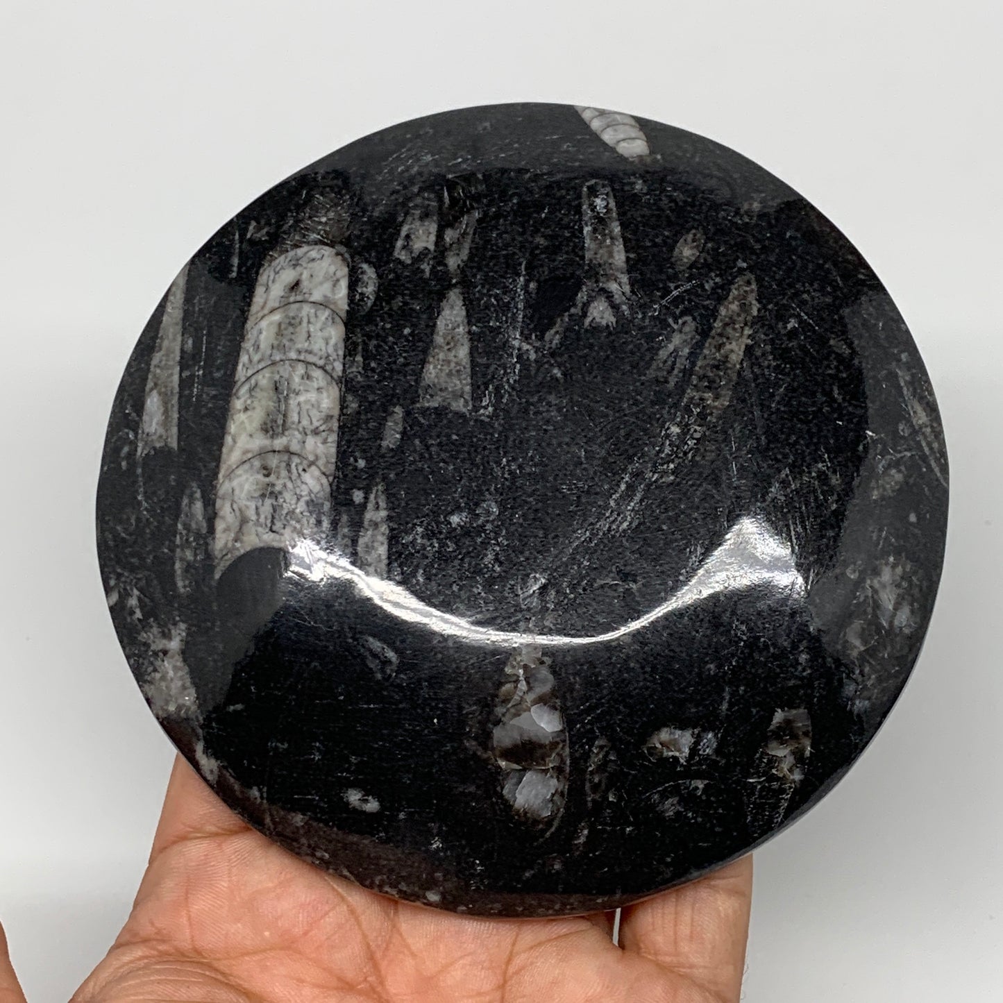 800g, 4pcs, 4.4" Small Black Fossils Ammonite Orthoceras Bowl Round Ring,B8837