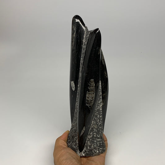 1130g, 9.1"x2.3"x2" Black Fossils Orthoceras Sculpture Tower @Morocco, B23413