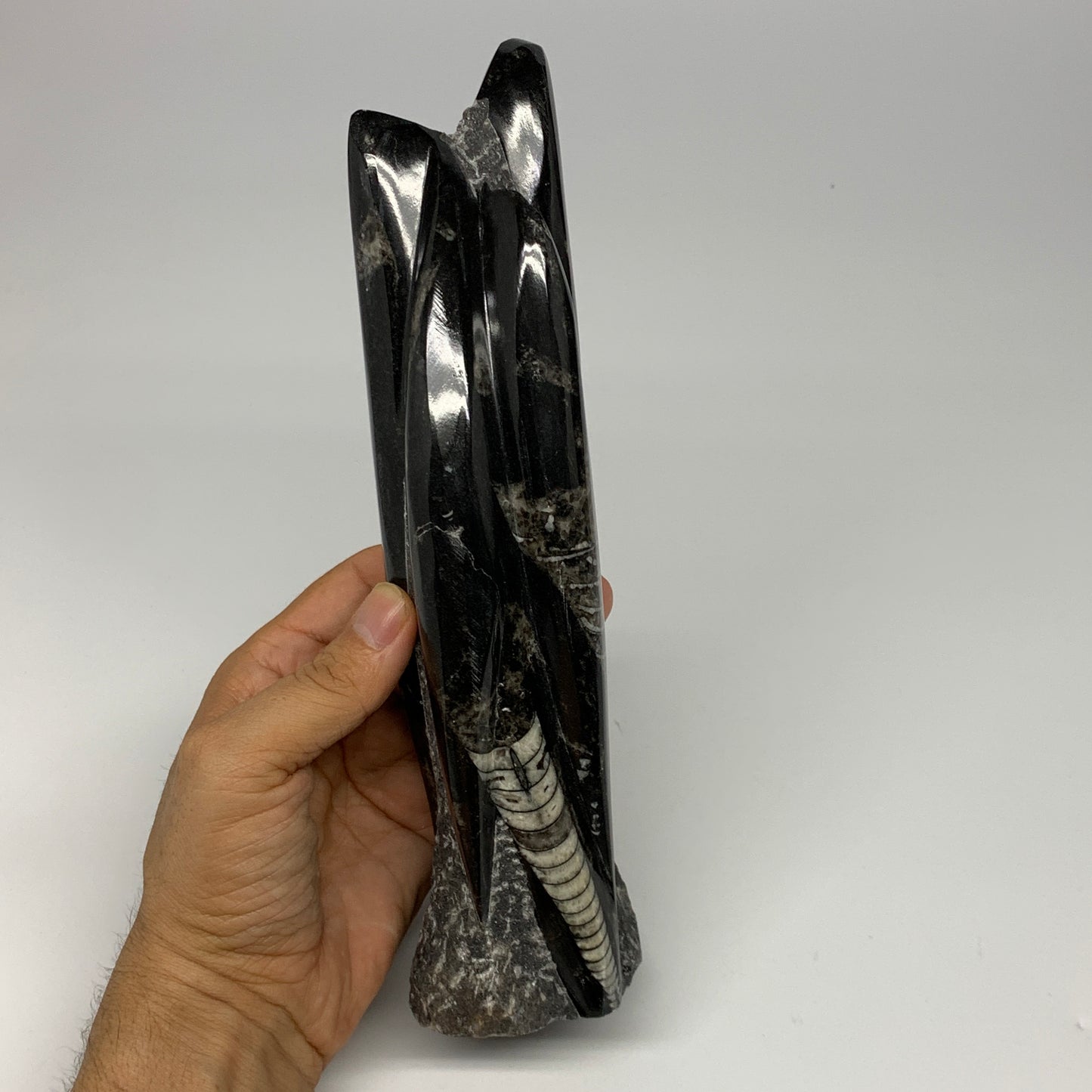 1130g, 9.1"x2.3"x2" Black Fossils Orthoceras Sculpture Tower @Morocco, B23413