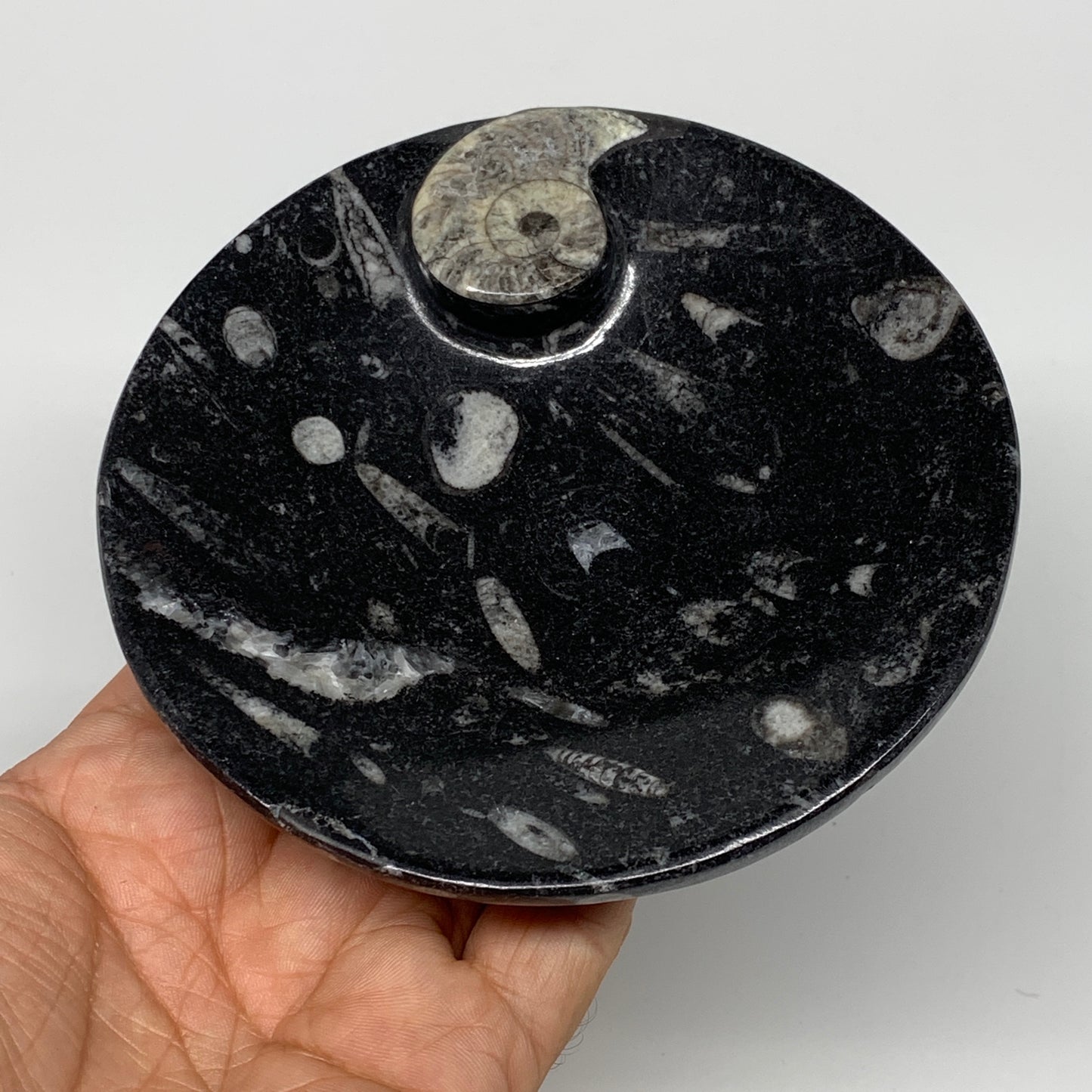 800g, 4pcs, 4.4" Small Black Fossils Ammonite Orthoceras Bowl Round Ring,B8837