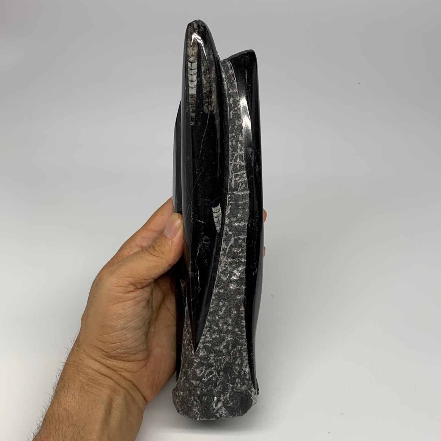 1130g, 9.1"x2.3"x2" Black Fossils Orthoceras Sculpture Tower @Morocco, B23413