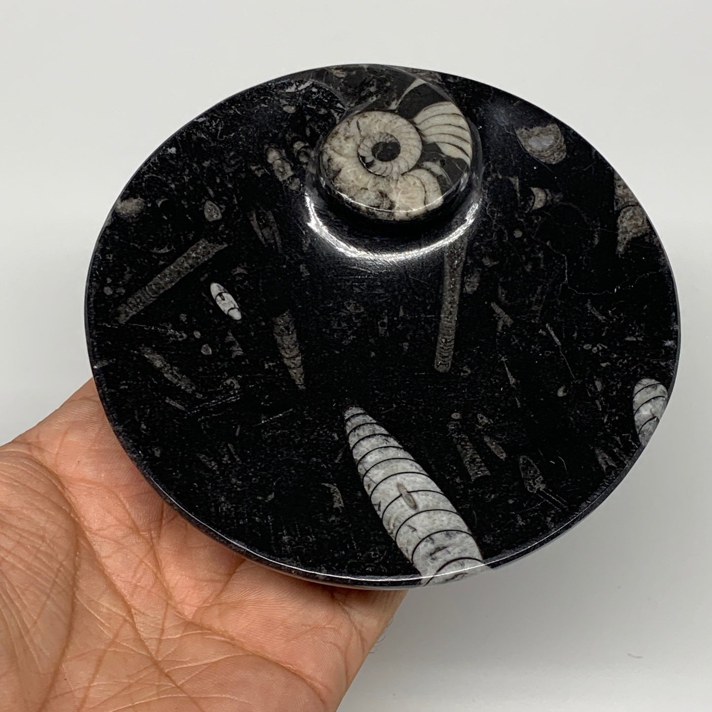 800g, 4pcs, 4.4" Small Black Fossils Ammonite Orthoceras Bowl Round Ring,B8837