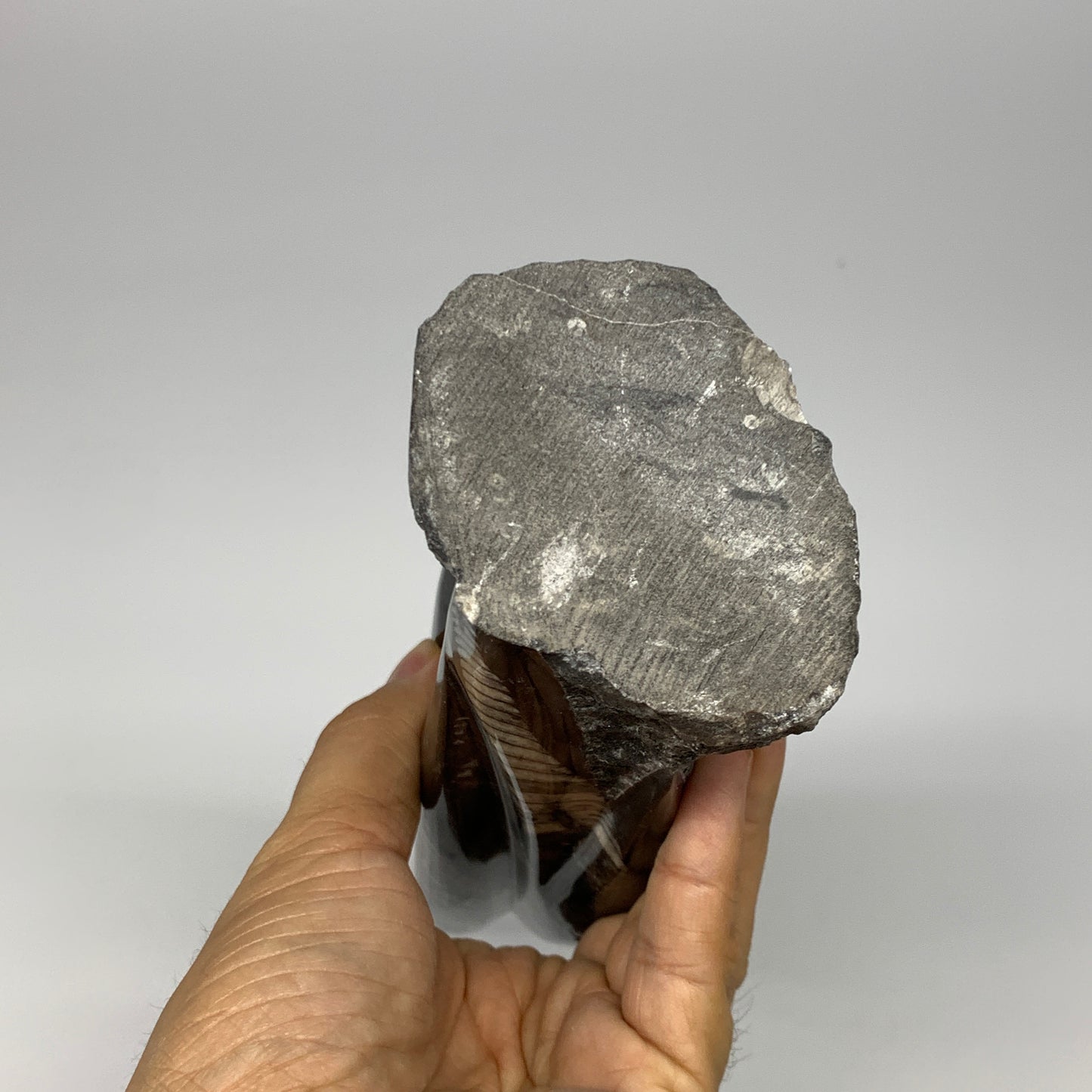 1130g, 9.1"x2.3"x2" Black Fossils Orthoceras Sculpture Tower @Morocco, B23413