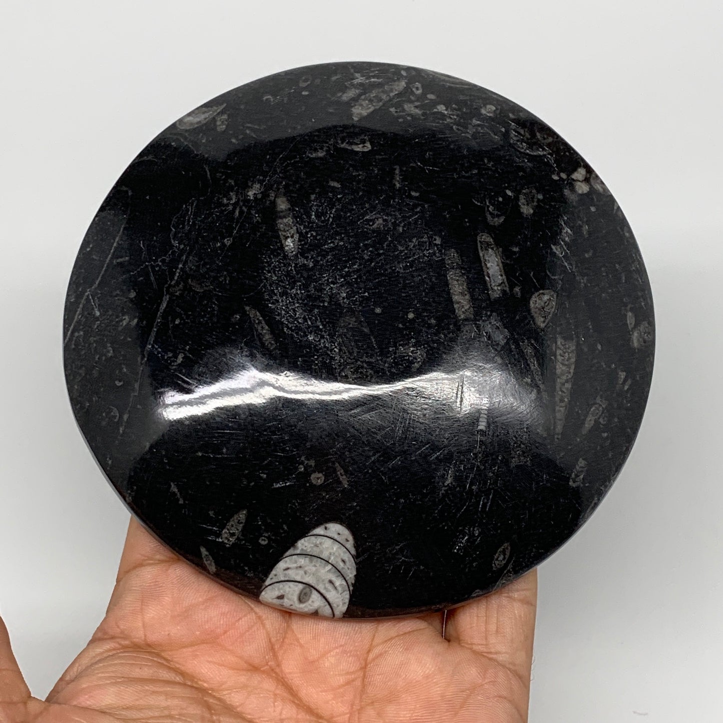 800g, 4pcs, 4.4" Small Black Fossils Ammonite Orthoceras Bowl Round Ring,B8837