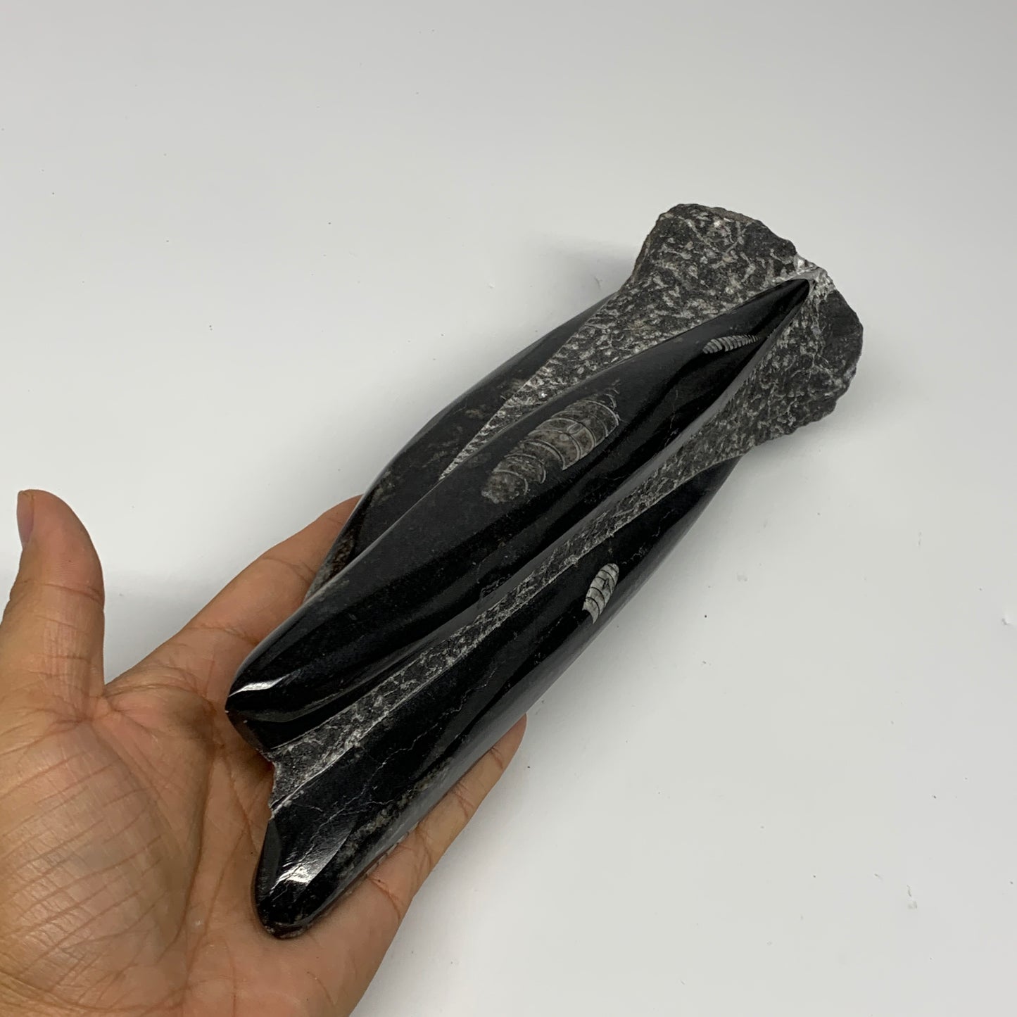 1130g, 9.1"x2.3"x2" Black Fossils Orthoceras Sculpture Tower @Morocco, B23413