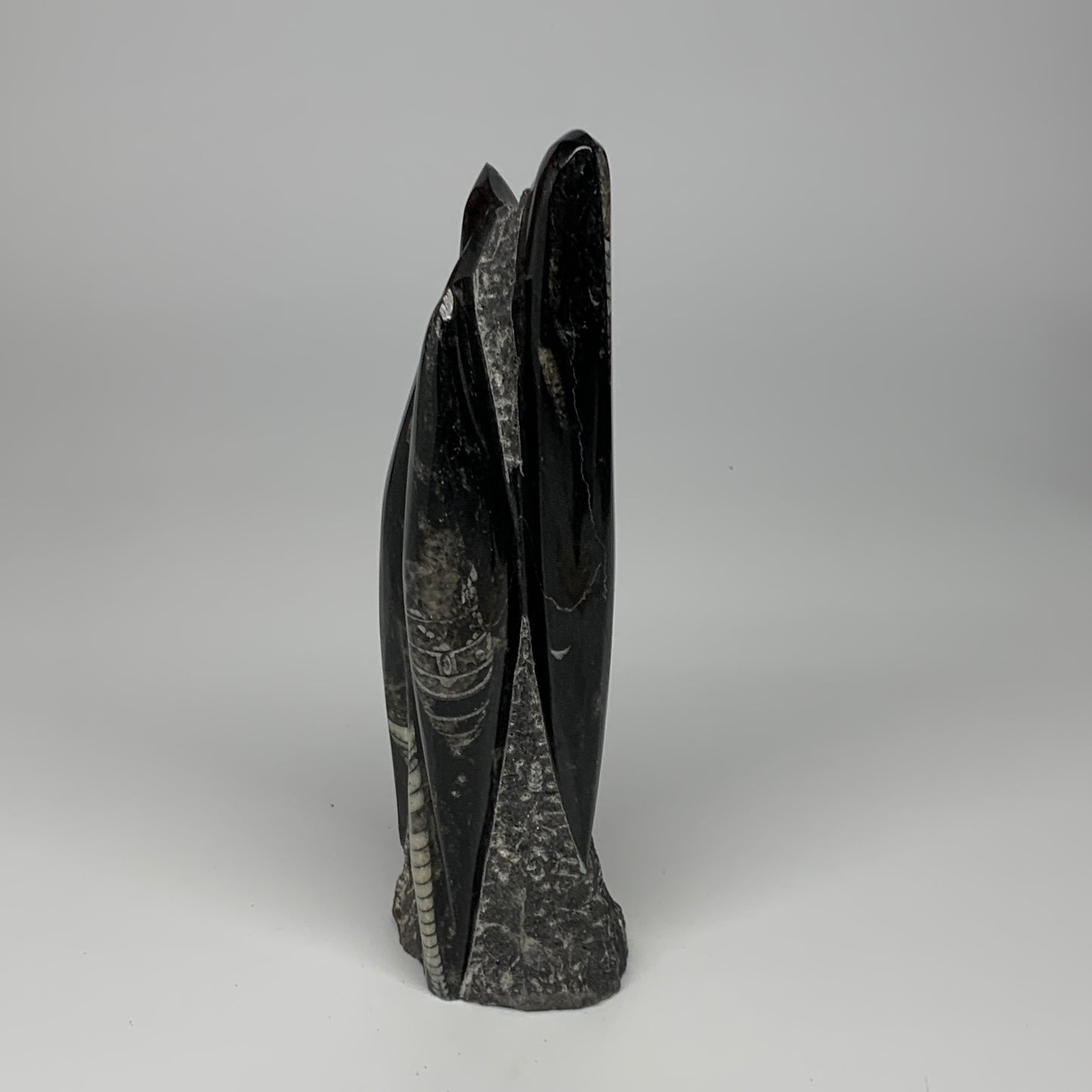 1130g, 9.1"x2.3"x2" Black Fossils Orthoceras Sculpture Tower @Morocco, B23413