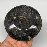 786g, 4pcs, 4.4" Small Black Fossils Ammonite Orthoceras Bowl Round Ring,B8838
