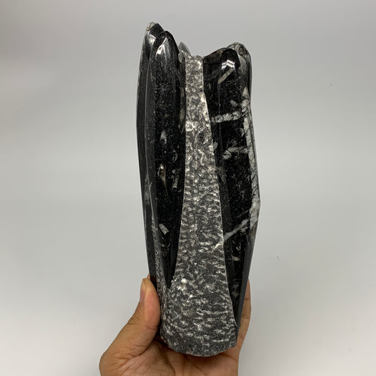 1120g, 7.75"x3"x2.3" Black Fossils Orthoceras Sculpture Tower @Morocco, B23416