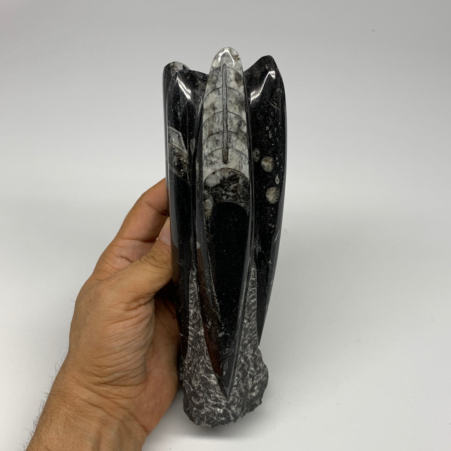 1120g, 7.75"x3"x2.3" Black Fossils Orthoceras Sculpture Tower @Morocco, B23416