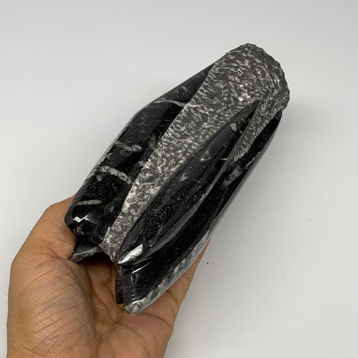 1120g, 7.75"x3"x2.3" Black Fossils Orthoceras Sculpture Tower @Morocco, B23416