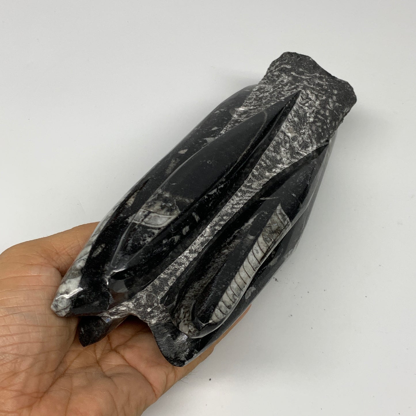 1120g, 7.75"x3"x2.3" Black Fossils Orthoceras Sculpture Tower @Morocco, B23416