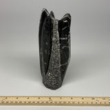 1120g, 7.75"x3"x2.3" Black Fossils Orthoceras Sculpture Tower @Morocco, B23416