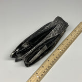 1120g, 7.75"x3"x2.3" Black Fossils Orthoceras Sculpture Tower @Morocco, B23416
