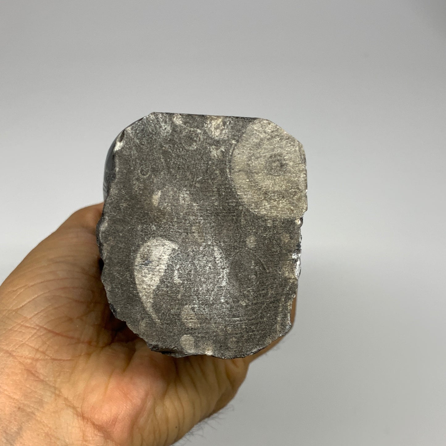 1435g, 8.5"x2.9"x2.3" Black Fossils Orthoceras Sculpture Tower @Morocco, B23417