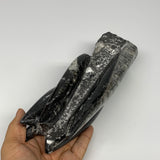 1435g, 8.5"x2.9"x2.3" Black Fossils Orthoceras Sculpture Tower @Morocco, B23417