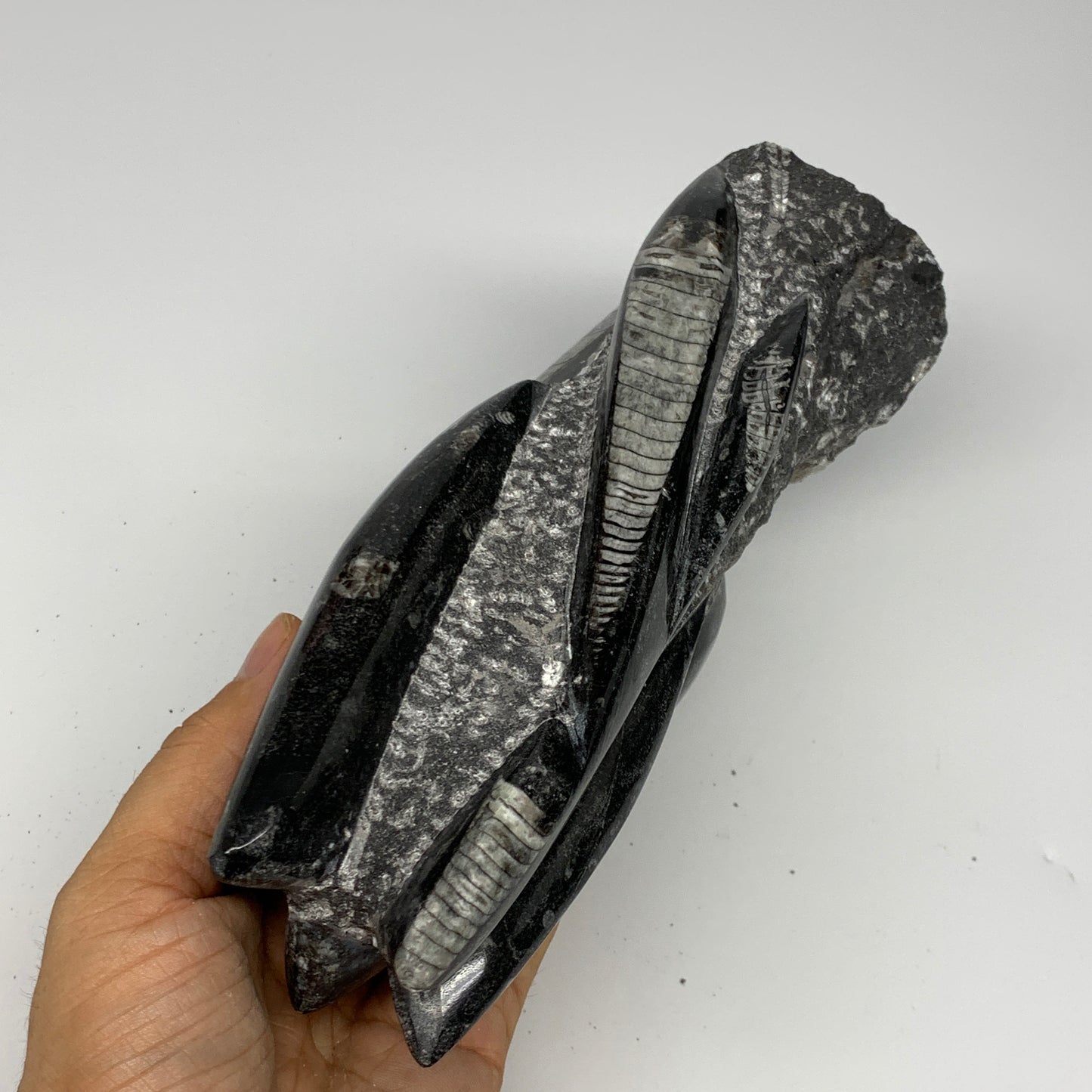 1435g, 8.5"x2.9"x2.3" Black Fossils Orthoceras Sculpture Tower @Morocco, B23417