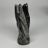 1435g, 8.5"x2.9"x2.3" Black Fossils Orthoceras Sculpture Tower @Morocco, B23417