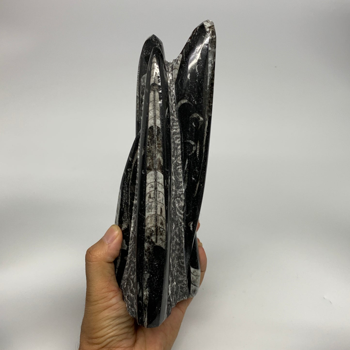1285g, 8.25"x3.9"x2.7" Black Fossils Orthoceras Sculpture Tower @Morocco, B23418