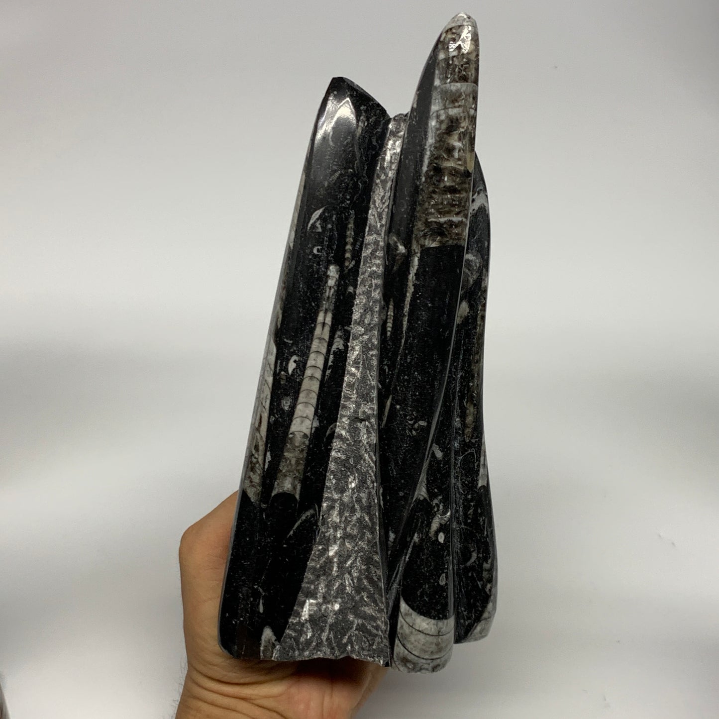 1285g, 8.25"x3.9"x2.7" Black Fossils Orthoceras Sculpture Tower @Morocco, B23418