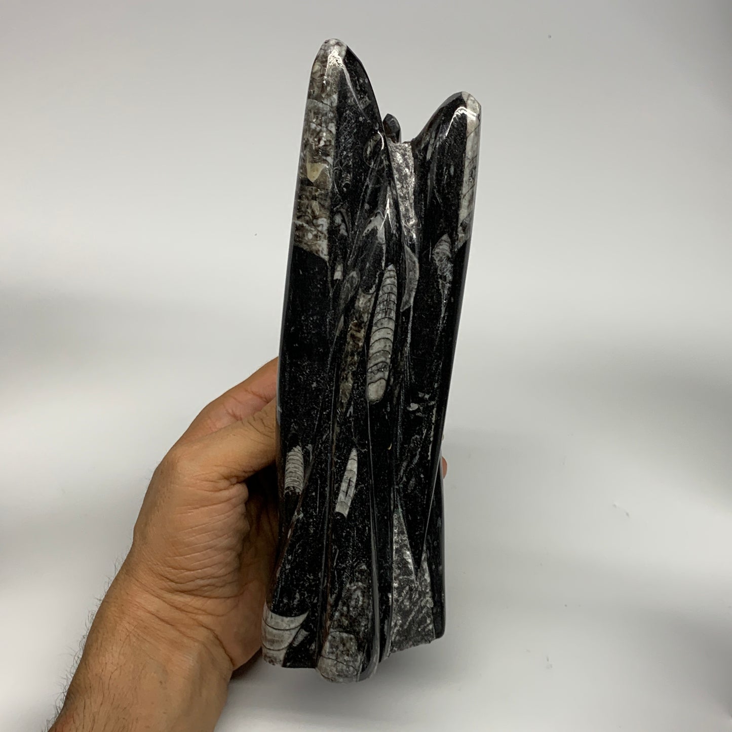 1285g, 8.25"x3.9"x2.7" Black Fossils Orthoceras Sculpture Tower @Morocco, B23418