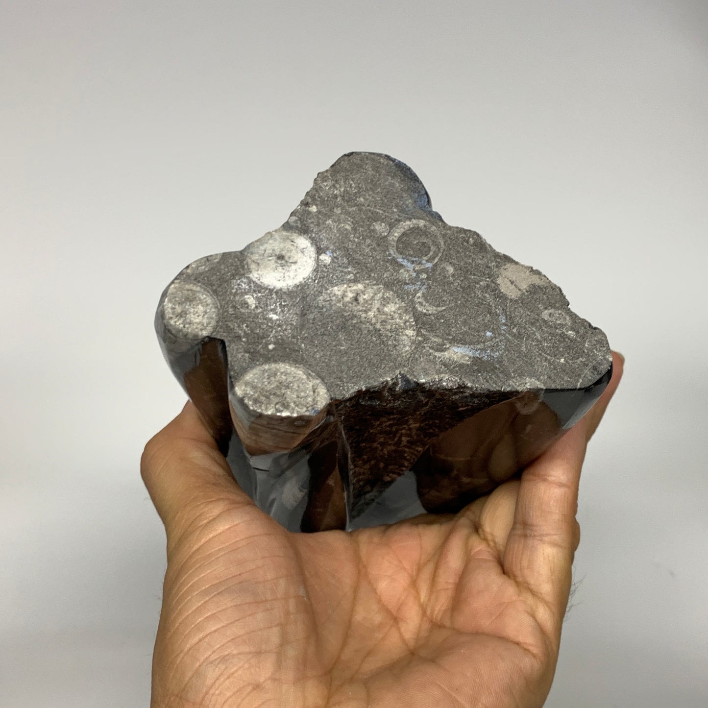 1285g, 8.25"x3.9"x2.7" Black Fossils Orthoceras Sculpture Tower @Morocco, B23418