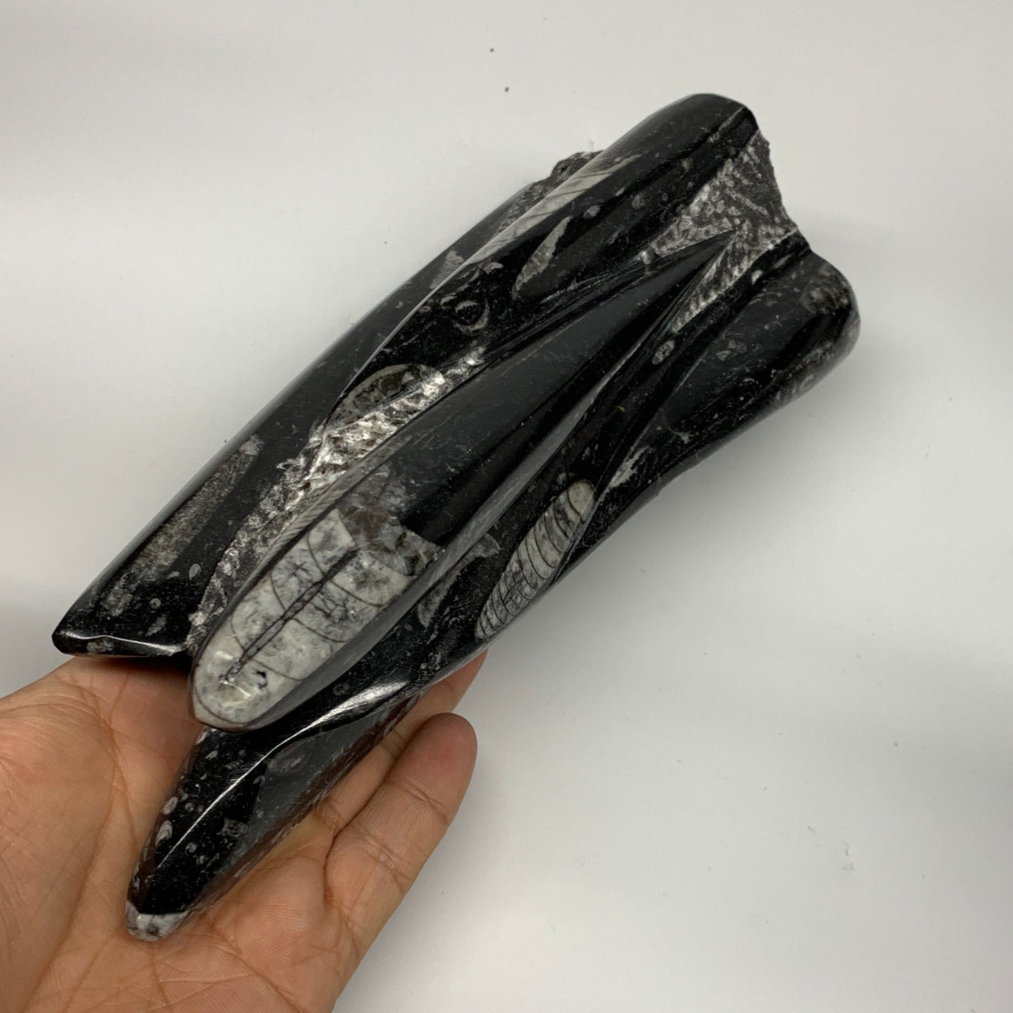 1285g, 8.25"x3.9"x2.7" Black Fossils Orthoceras Sculpture Tower @Morocco, B23418