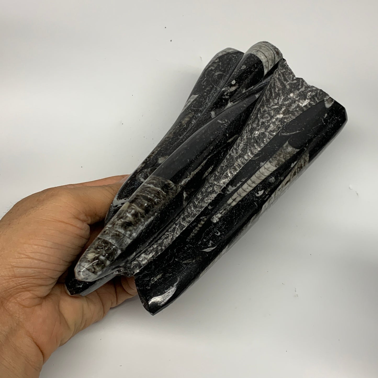 1285g, 8.25"x3.9"x2.7" Black Fossils Orthoceras Sculpture Tower @Morocco, B23418