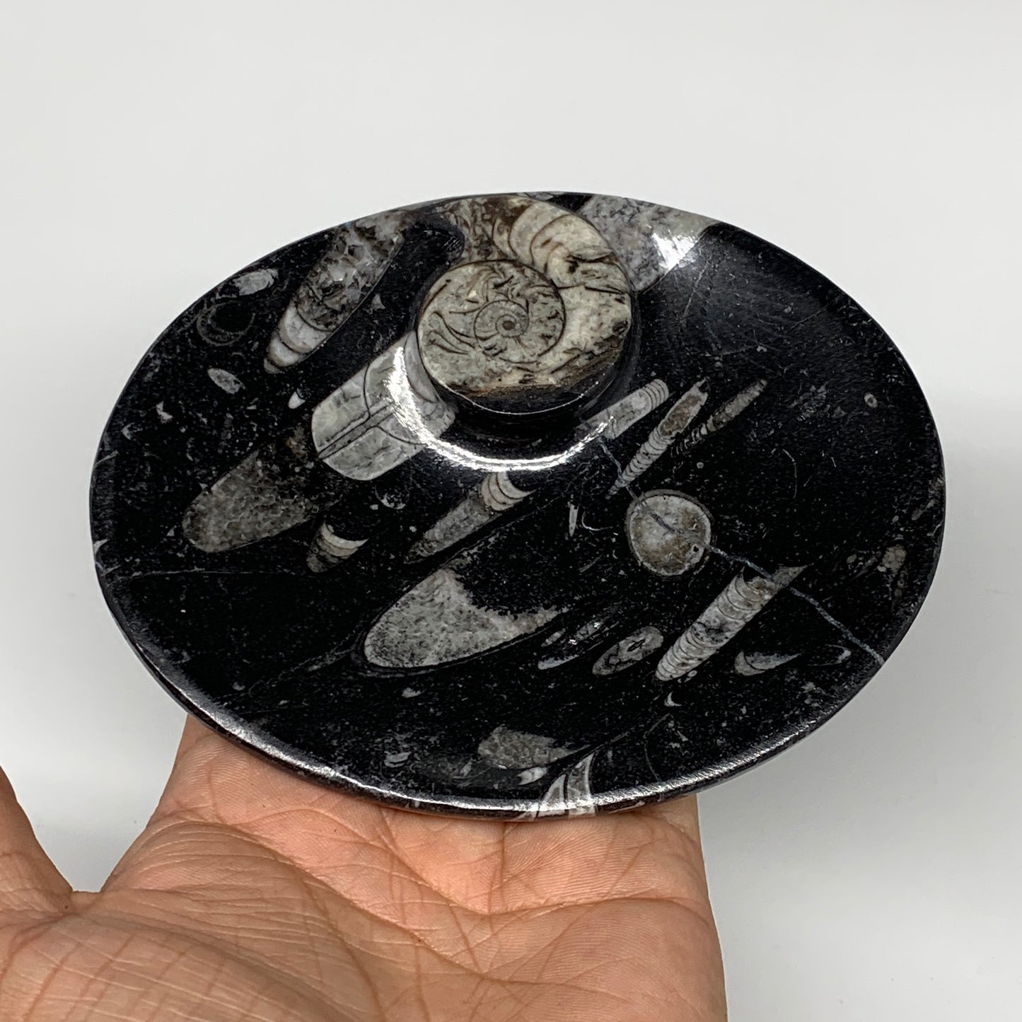 736g, 4pcs, 4.7"x3.8" Small Black Fossils Ammonite Orthoceras Bowl Oval Ring,B88