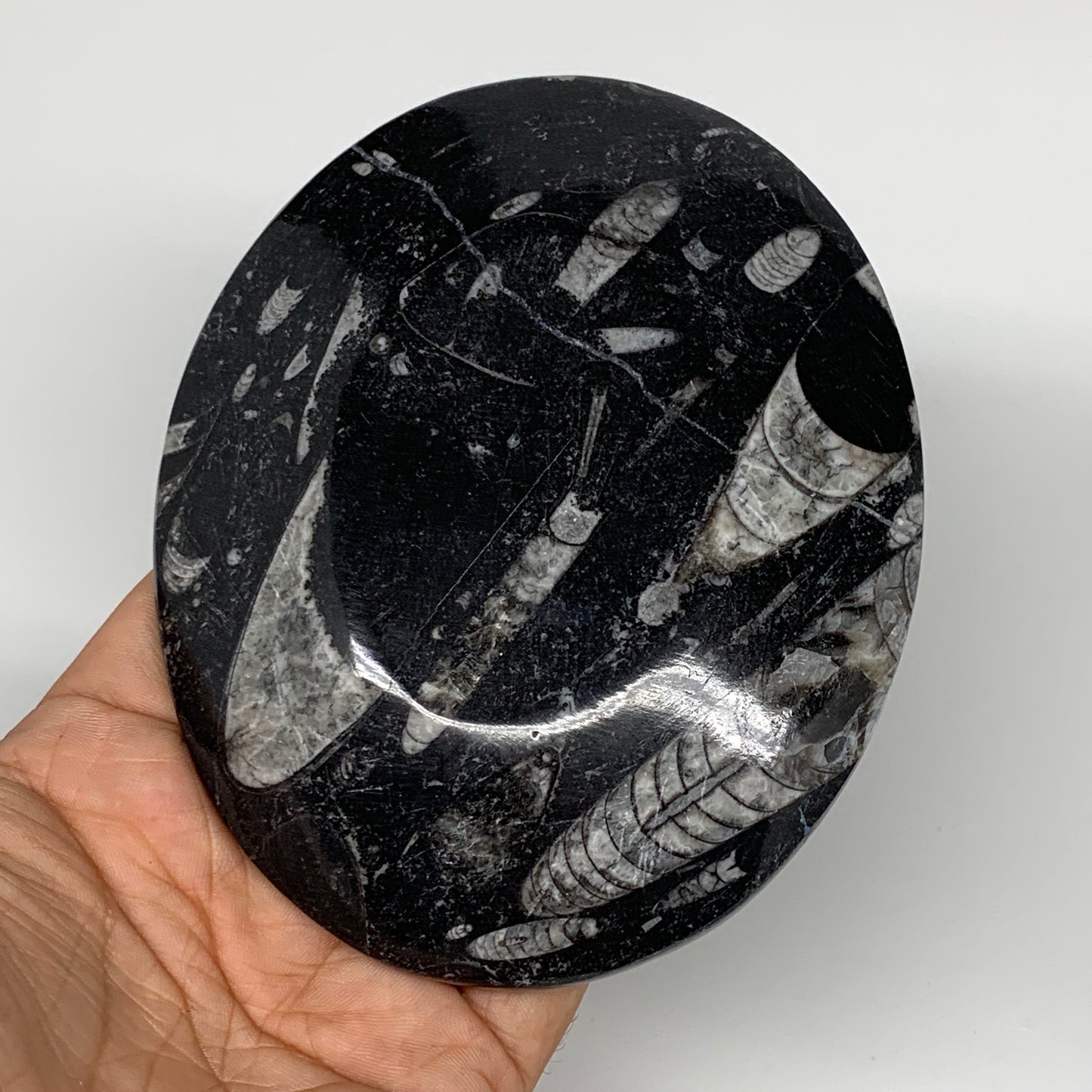 736g, 4pcs, 4.7"x3.8" Small Black Fossils Ammonite Orthoceras Bowl Oval Ring,B88