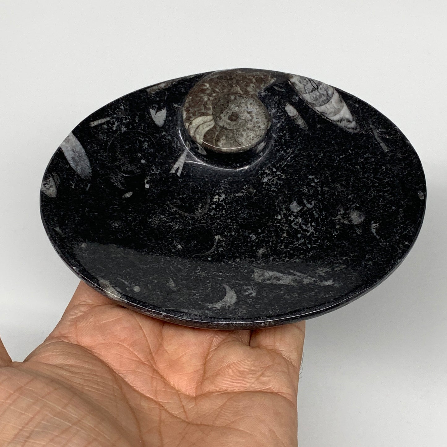 736g, 4pcs, 4.7"x3.8" Small Black Fossils Ammonite Orthoceras Bowl Oval Ring,B88