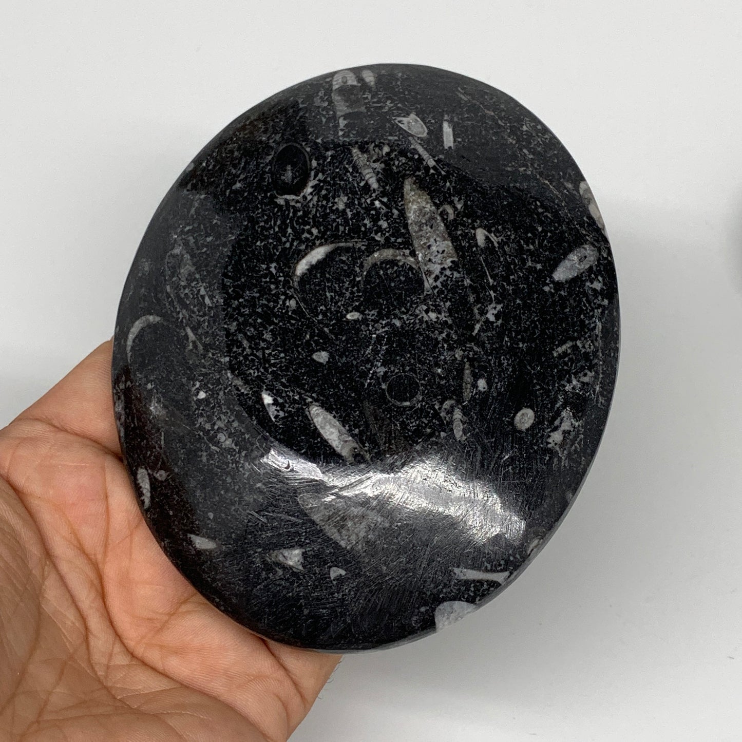 736g, 4pcs, 4.7"x3.8" Small Black Fossils Ammonite Orthoceras Bowl Oval Ring,B88