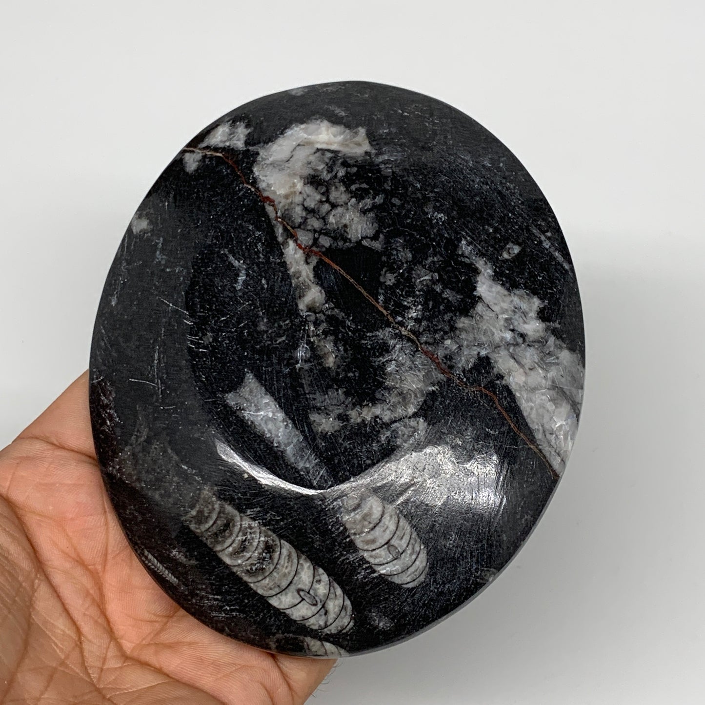 736g, 4pcs, 4.7"x3.8" Small Black Fossils Ammonite Orthoceras Bowl Oval Ring,B88