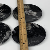 736g, 4pcs, 4.7"x3.8" Small Black Fossils Ammonite Orthoceras Bowl Oval Ring,B88