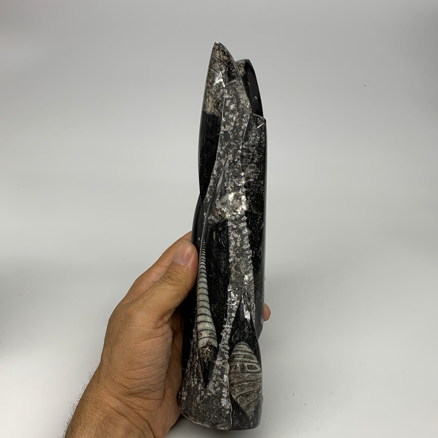 1095g, 9"x2.9"x2.2" Black Fossils Orthoceras Sculpture Tower @Morocco, B23423