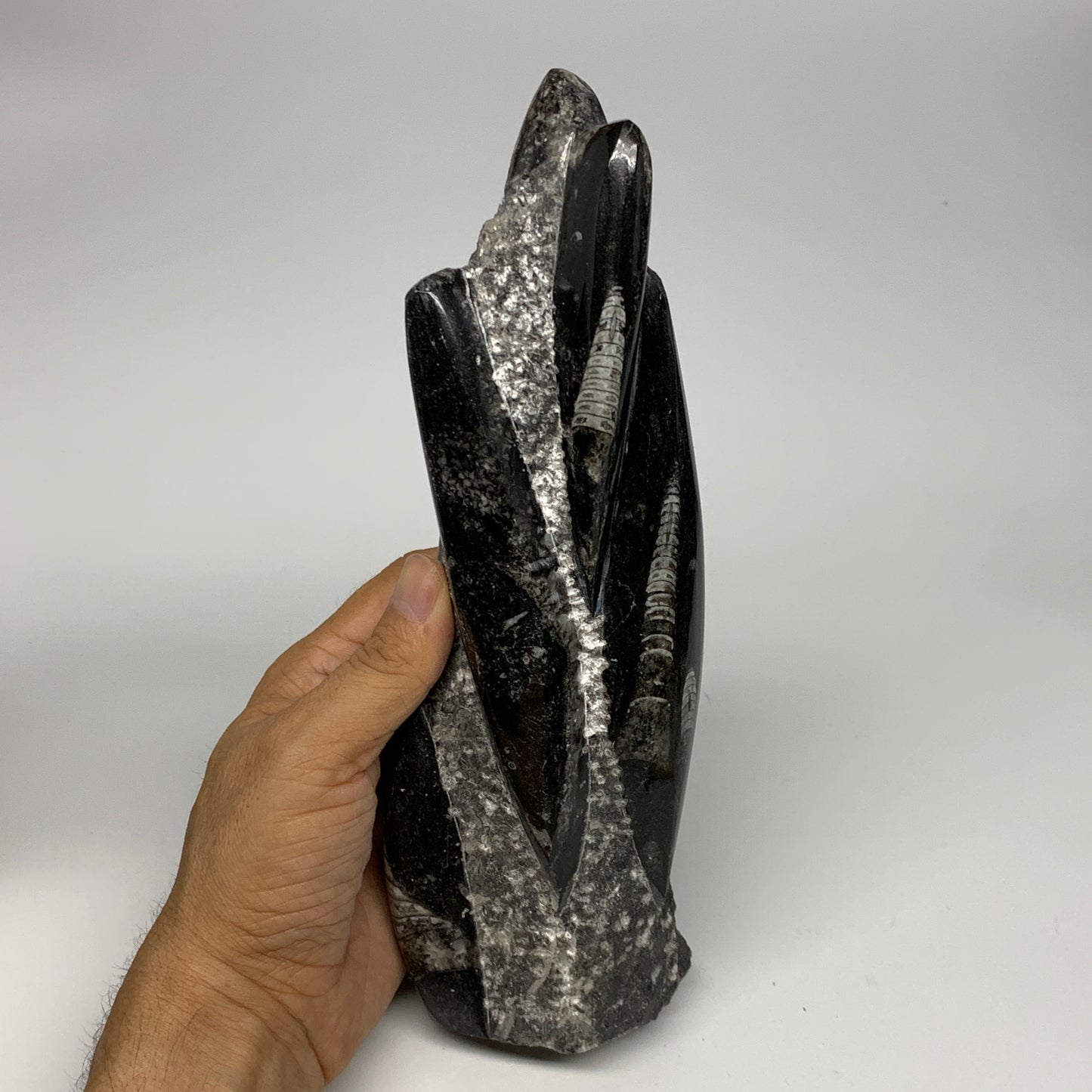 1095g, 9"x2.9"x2.2" Black Fossils Orthoceras Sculpture Tower @Morocco, B23423