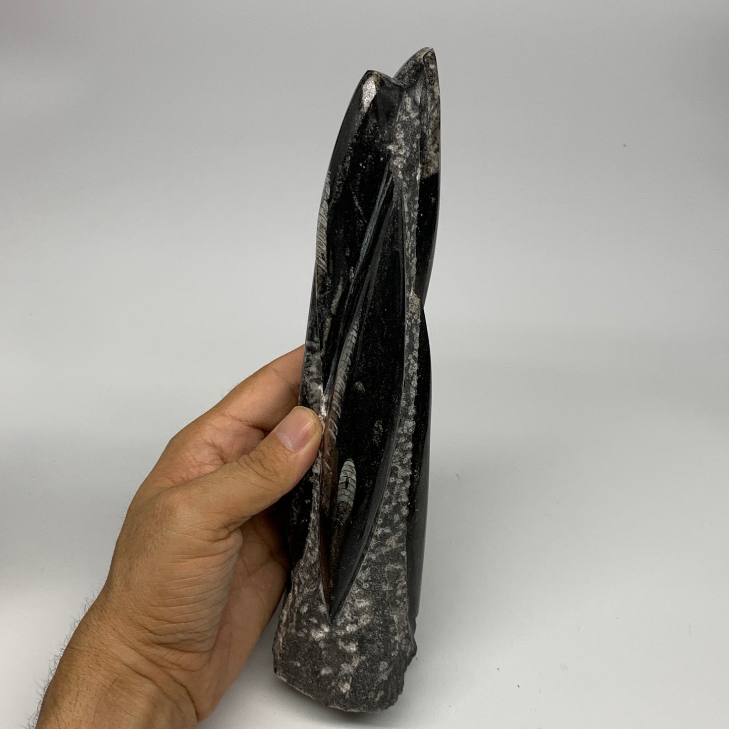 1095g, 9"x2.9"x2.2" Black Fossils Orthoceras Sculpture Tower @Morocco, B23423
