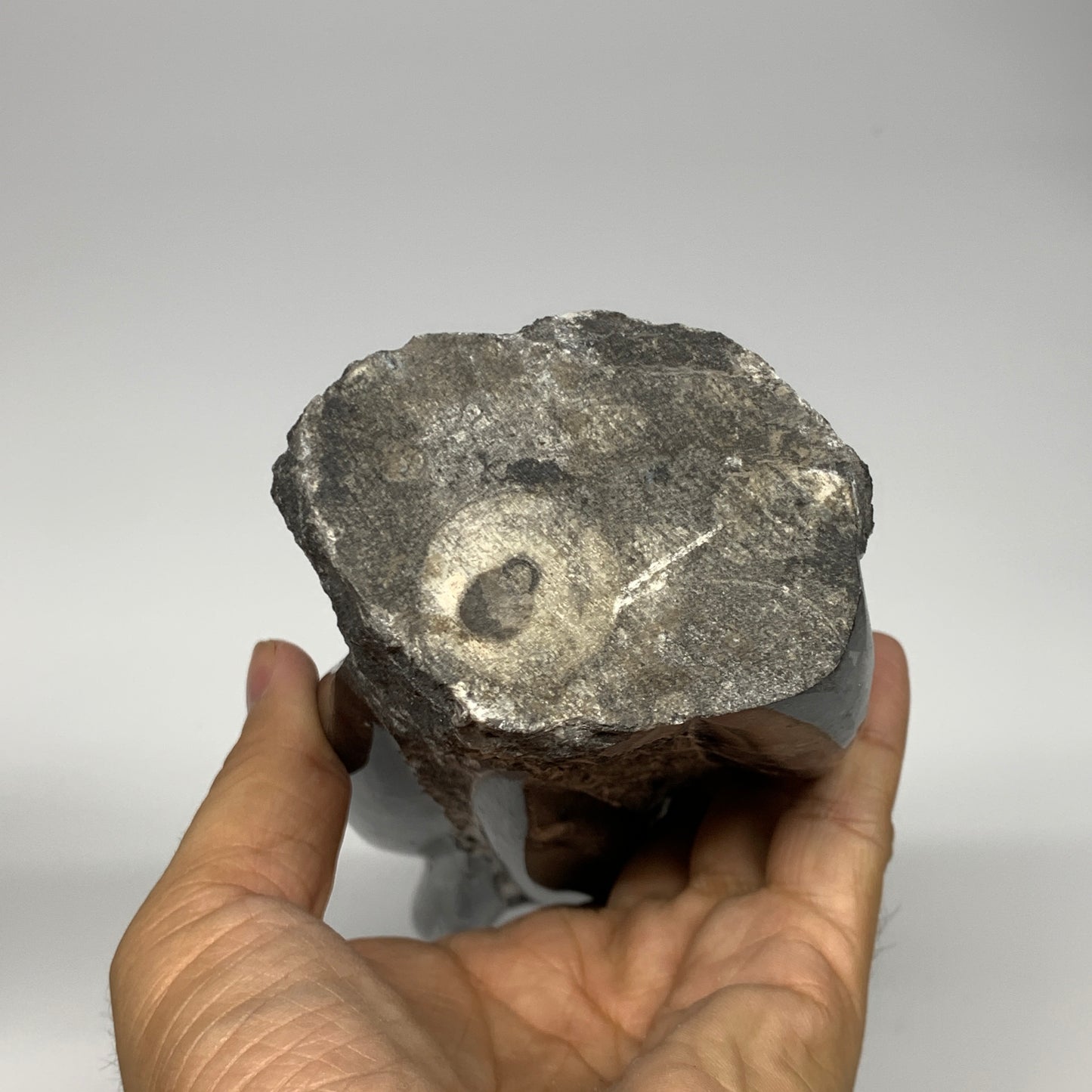 1095g, 9"x2.9"x2.2" Black Fossils Orthoceras Sculpture Tower @Morocco, B23423