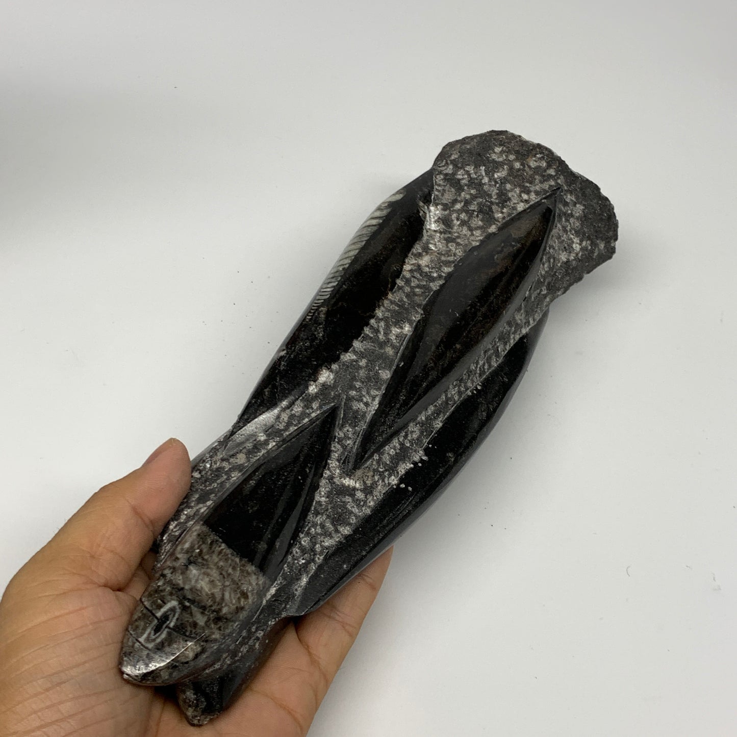 1095g, 9"x2.9"x2.2" Black Fossils Orthoceras Sculpture Tower @Morocco, B23423