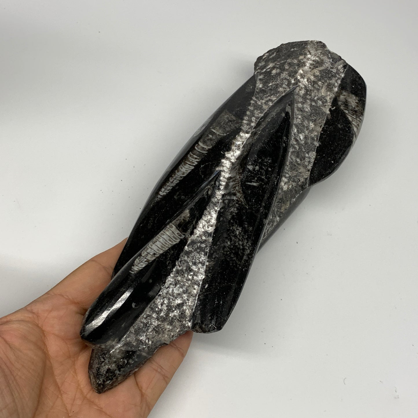 1095g, 9"x2.9"x2.2" Black Fossils Orthoceras Sculpture Tower @Morocco, B23423