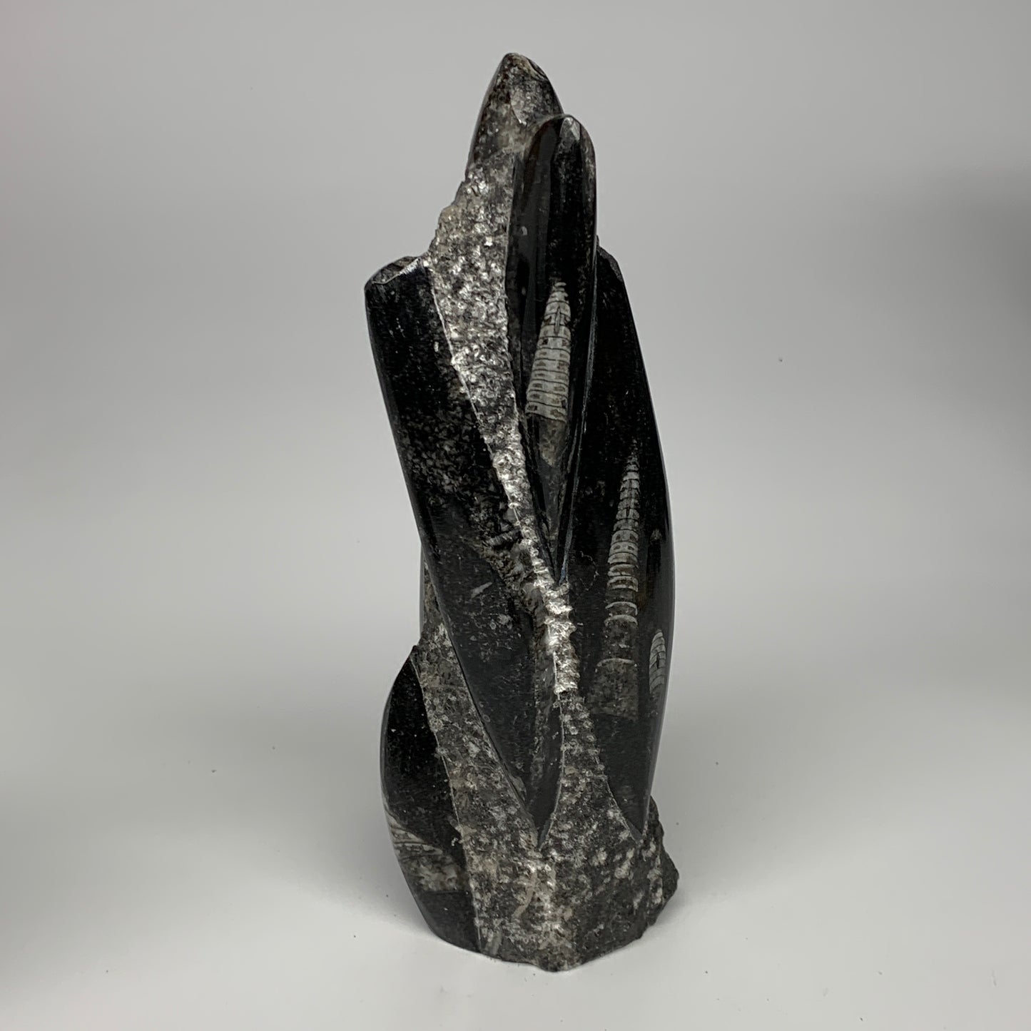 1095g, 9"x2.9"x2.2" Black Fossils Orthoceras Sculpture Tower @Morocco, B23423