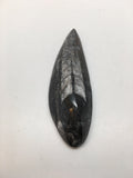 79 Grams, 4.35" Hand Polished Fossils Orthoceras SQUID Morocco,MF308 - watangem.com