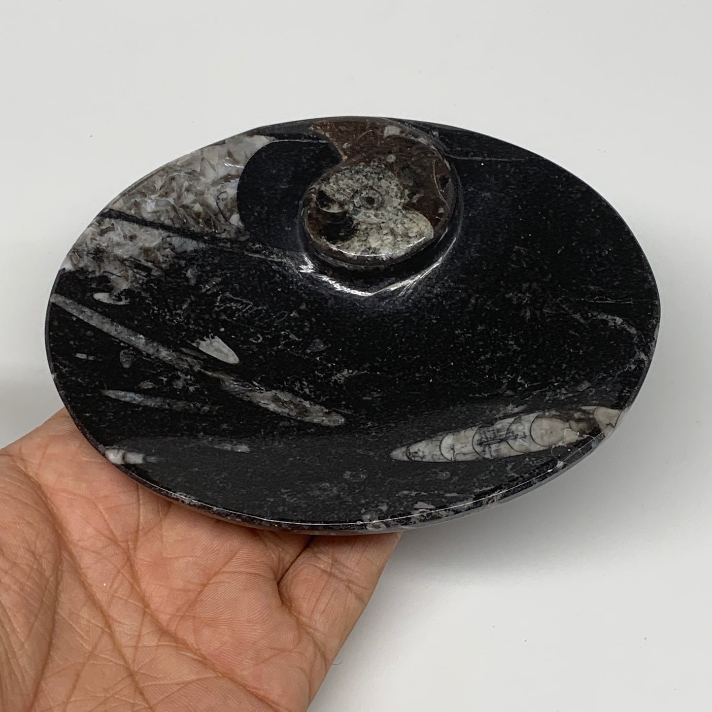 694g, 4pcs, 4.7"x3.8" Small Black Fossils Ammonite Orthoceras Bowl Oval Ring,B88