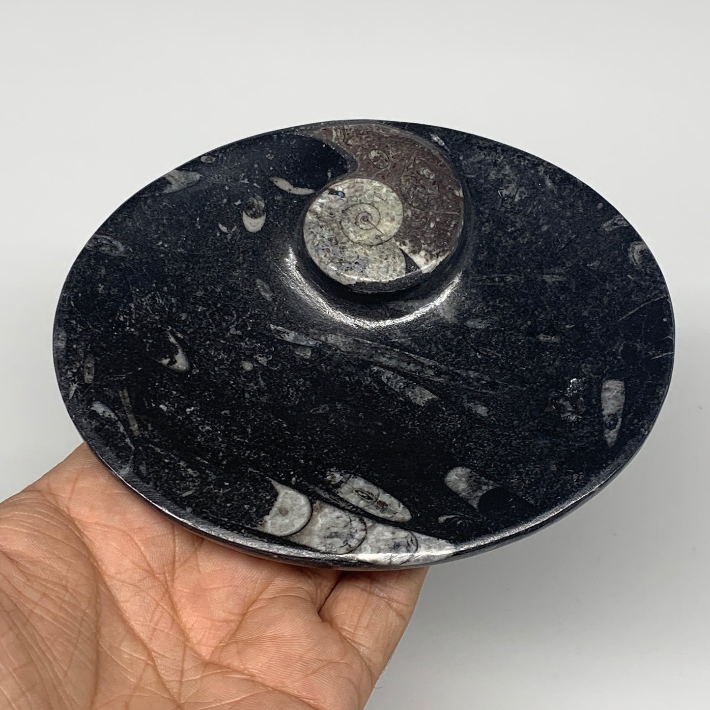 744g, 4pcs, 4.7"x3.8" Small Black Fossils Ammonite Orthoceras Bowl Oval Ring,B88