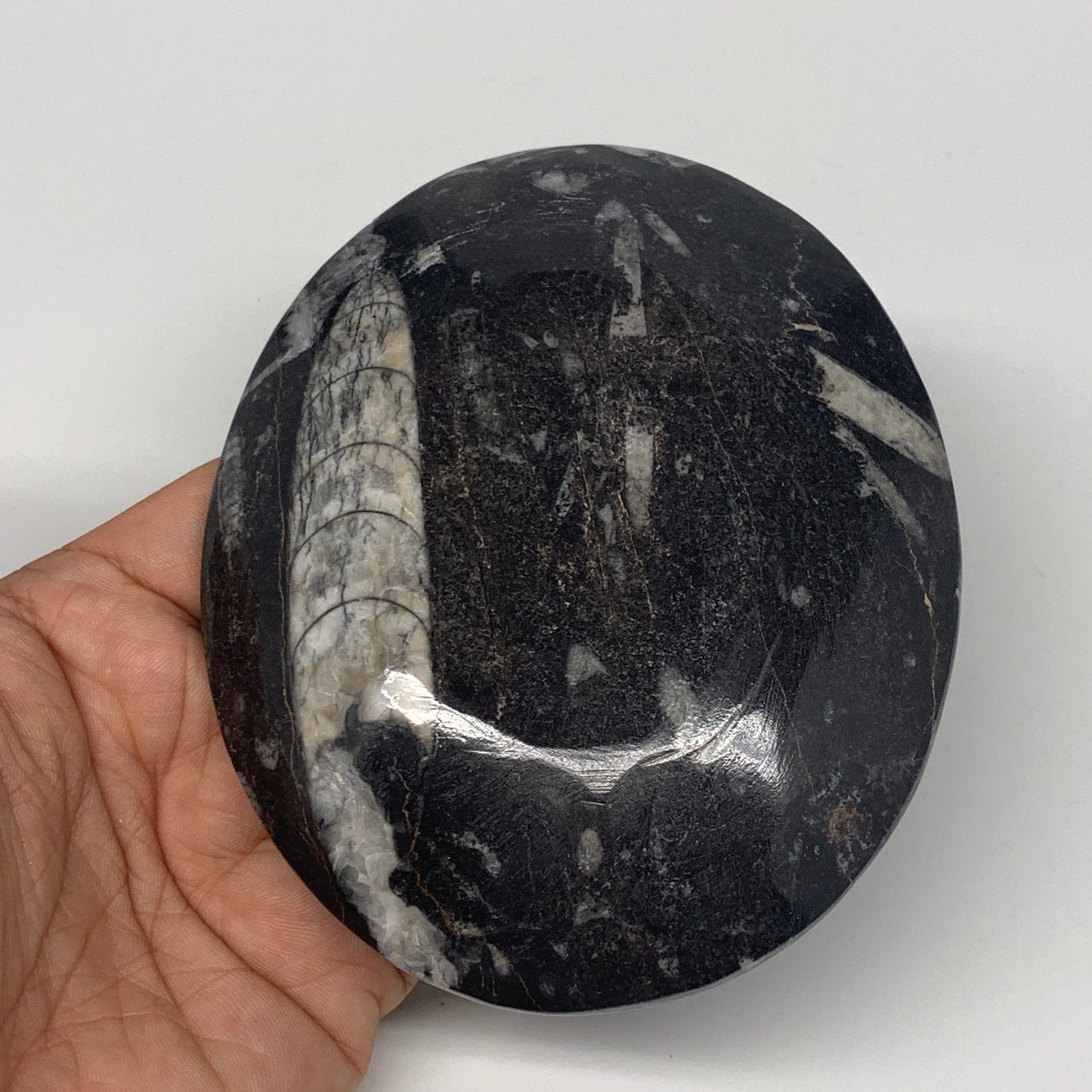 744g, 4pcs, 4.7"x3.8" Small Black Fossils Ammonite Orthoceras Bowl Oval Ring,B88