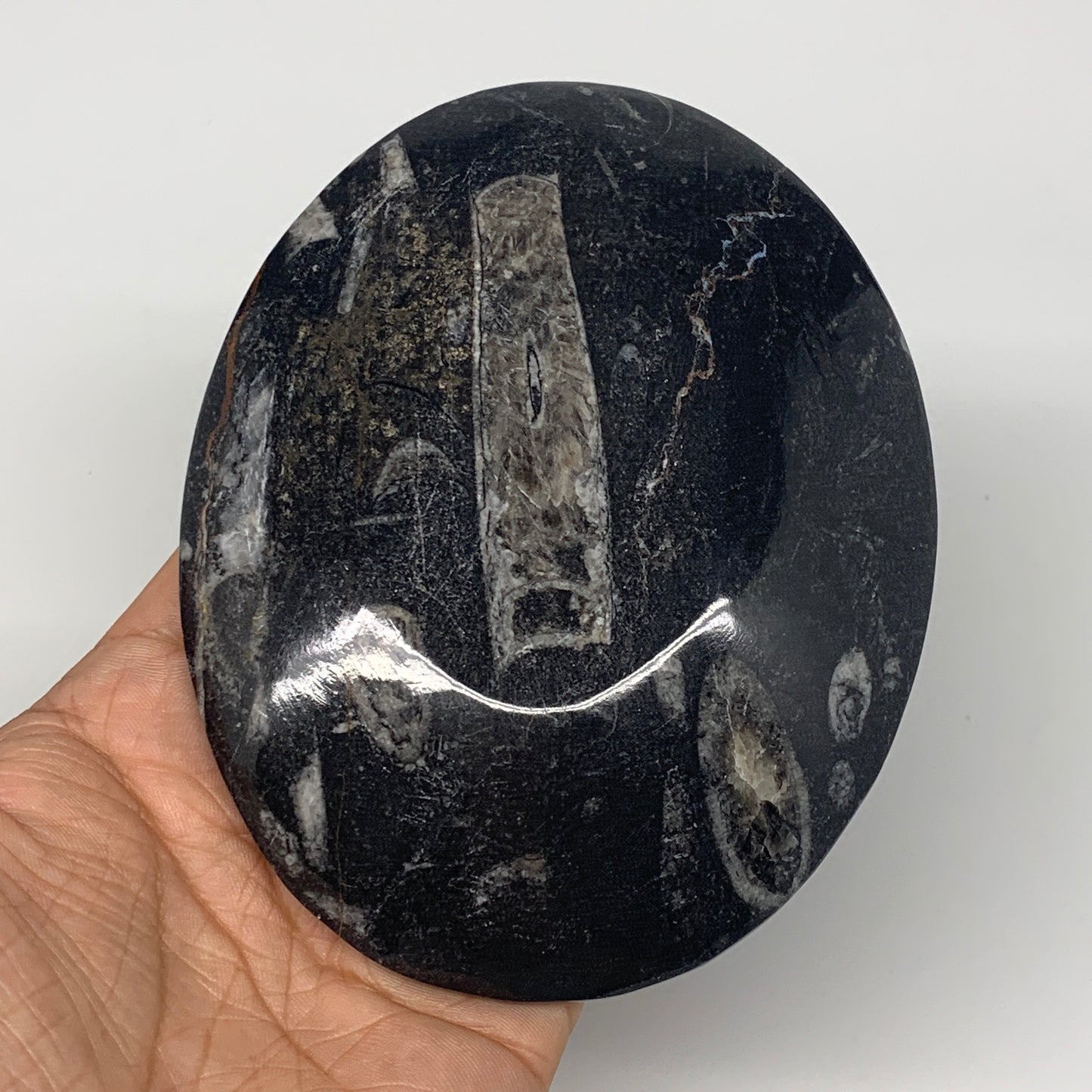 744g, 4pcs, 4.7"x3.8" Small Black Fossils Ammonite Orthoceras Bowl Oval Ring,B88