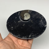 702g, 4pcs, 4.7"x3.8" Small Black Fossils Ammonite Orthoceras Bowl Oval Ring,B88