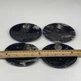 738g, 4pcs, 4.7"x3.8" Small Black Fossils Ammonite Orthoceras Bowl Oval Ring,B88
