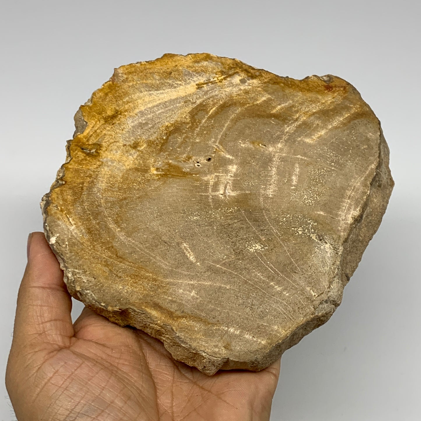500g,5.6"x5.3"x0.7" Petrified Wood Slab Tree Branch Specimen, Minerals, B22670